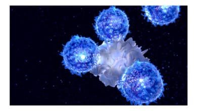 Cientistas do MIT descobrem método para rejuvenescer o sistema imunológico