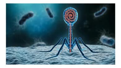 Cientistas desenvolvem vírus sintéticos para combater superbactérias