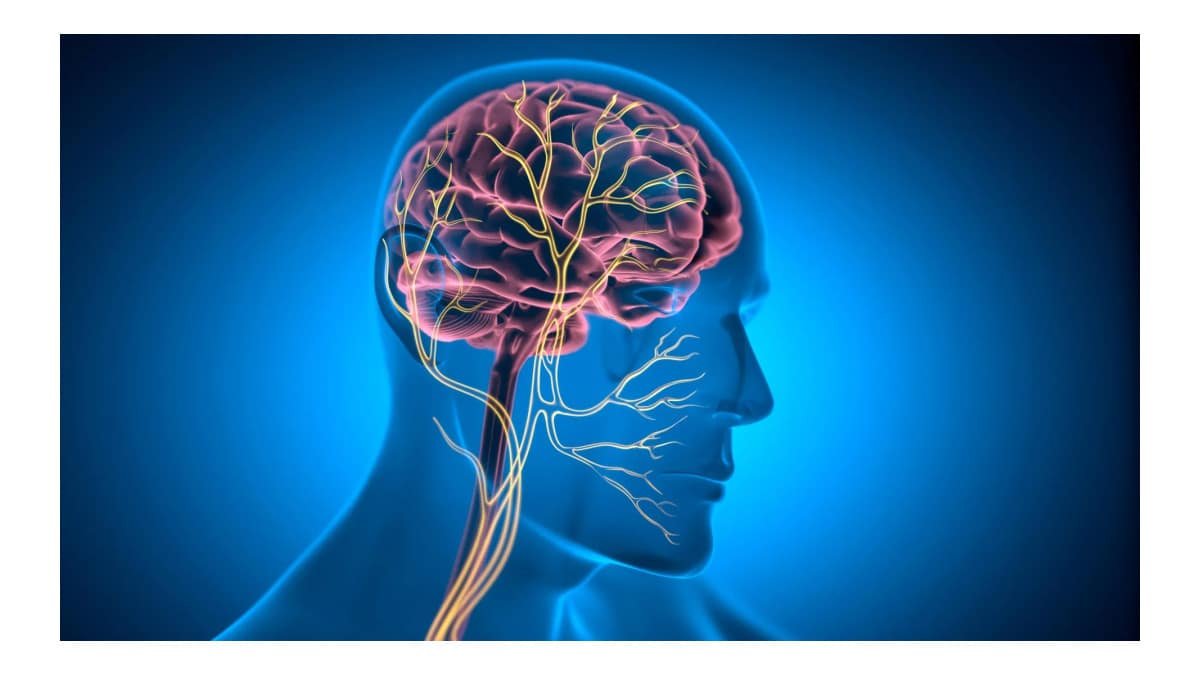 Pesquisadores estudam nervo que pode contribuir para saúde do coração