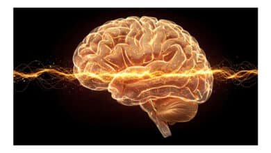 Sinal cerebral pode indicar Alzheimer anos antes do diagnóstico clínico