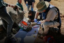 Rinocerontes radioativos e o crescimento do uso de peptídeos