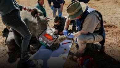 Rinocerontes radioativos e o crescimento do uso de peptídeos