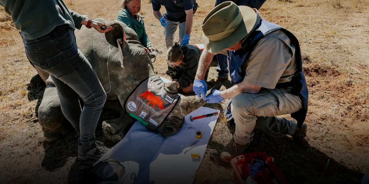 Rinocerontes radioativos e o crescimento do uso de peptídeos