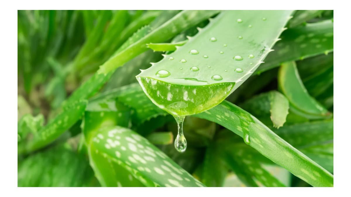 Composto da babosa é estudado como possível aliado contra Alzheimer