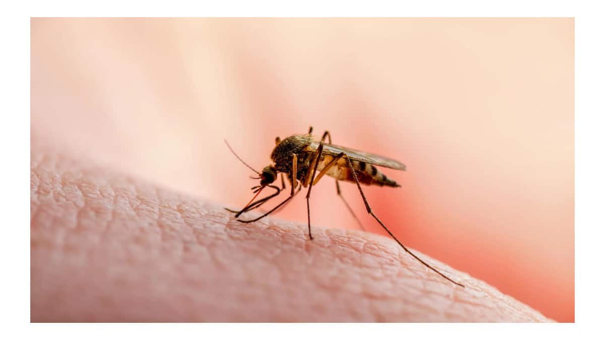 Cientistas identificam proteína essencial para sobrevivência do parasita da malária