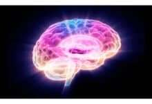 Cientistas identificam proteína ligada ao envelhecimento cerebral e sugerem forma de bloqueá-la