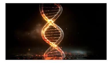 Gene da longevidade é transferido com sucesso e amplia expectativa de vida