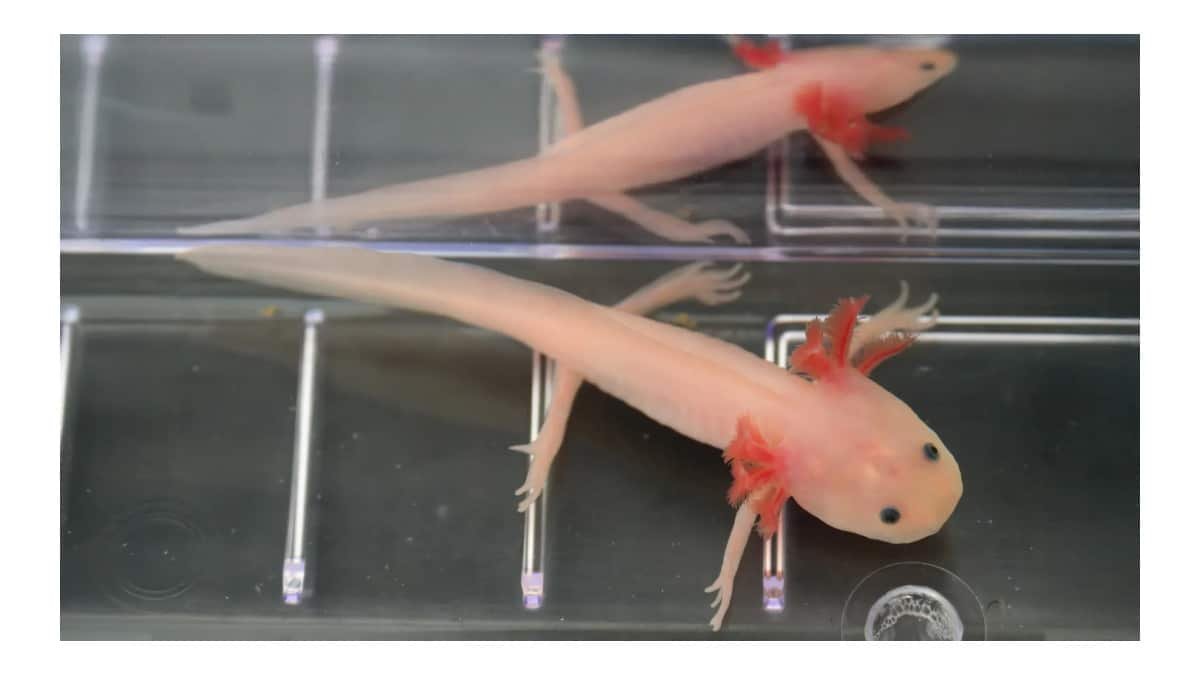 Gene promissor pode abrir caminho para regeneração de membros humanos