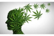 Uso de cannabis após os 65 anos: especialistas apontam 5 riscos para idosos