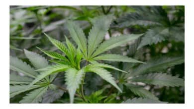 Cientistas identificam composto da cannabis que alivia dor sem causar efeito psicoativo
