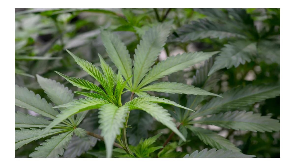 Cientistas identificam composto da cannabis que alivia dor sem causar efeito psicoativo