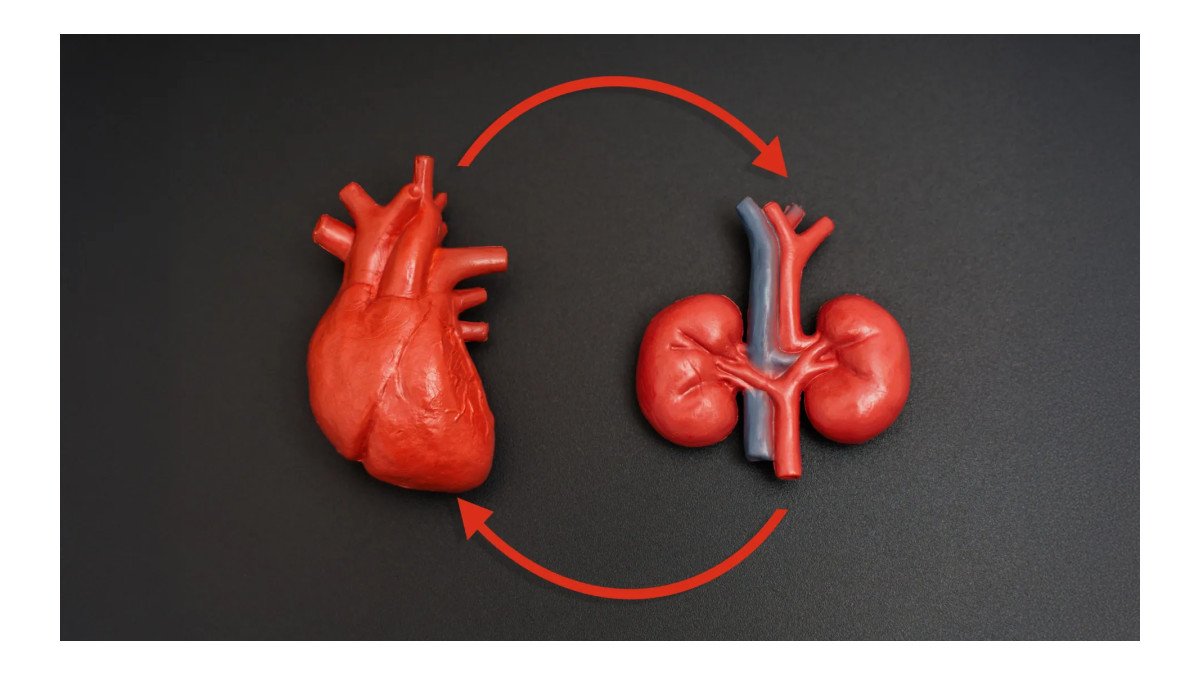 Novas diretrizes buscam interromper ciclo entre doenças cardíaca e renal