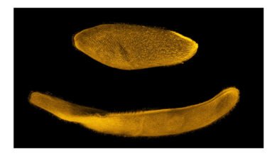 Organismo microscópico reduz tamanho em milésimos de segundo
