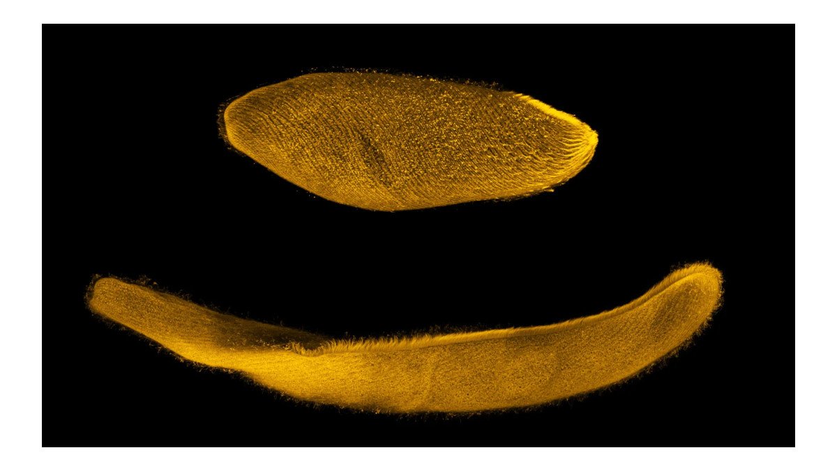 Organismo microscópico reduz tamanho em milésimos de segundo